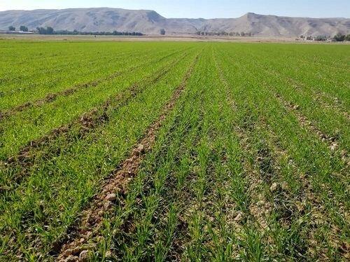 مدیر جهاد کشاورزی دهلران: کشت جو در دهلران از مرز ۲ هزار هکتار گذشت