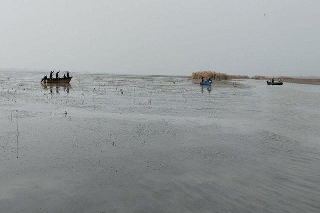 جمع‌آوری نهال‌های صنوبر خودرو در تالاب انزلی