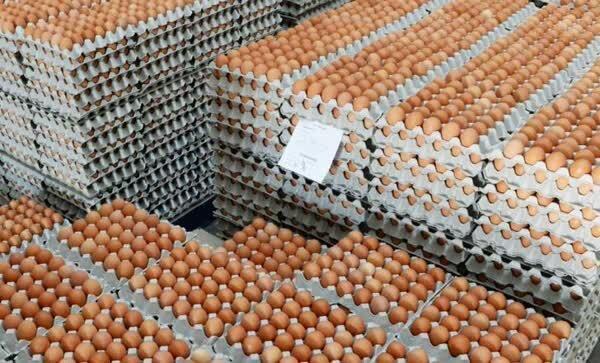 افزایش قیمت تخم مرغ | هر شانه تخم مرغ چند؟