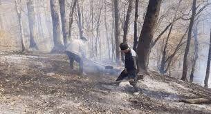 جنگلهای هیرکانی گلستان از آتش جان سالم به در بردند