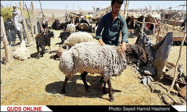 تعیین جایگزین‌های بازار دام تعطیل شده «مهد توس» مشهد