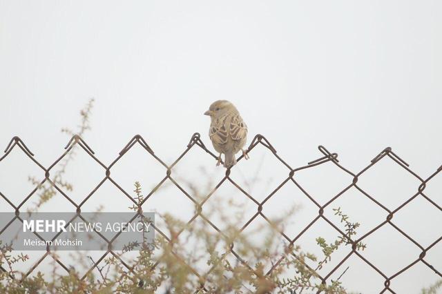 وقوع پدیده مه صبحگاهی در لرستان طی روزهای چهارشنبه و پنج‌شنبه