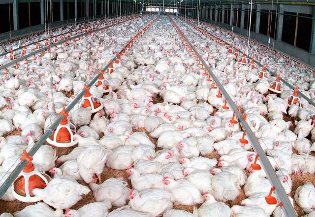 بحران در زنجیره تأمین نهاده؛ مرغداری های کردستان در آستانه تعطیلی کامل