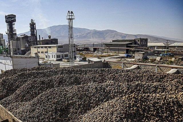 پایان خام‌فروشی چغندر با احداث ۲ کارخانه قند جدید در استان کرمانشاه