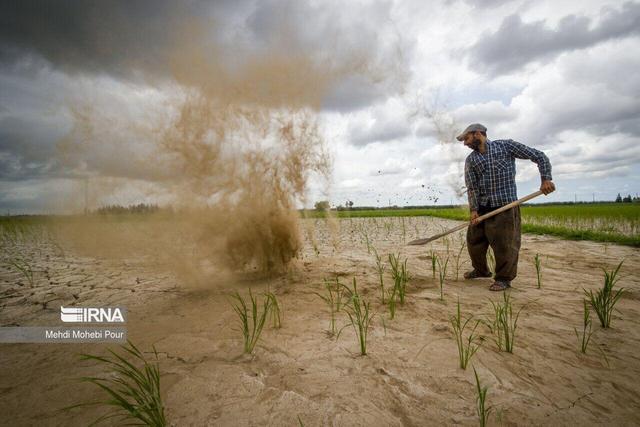 فرسایش خاک در سکوت؛ گیاه‌پالایی و اصلاح الگوی کشت راه نجات