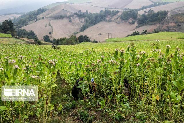 گلستان دوباره قطب اول توتون ایران شد