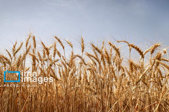 طرح مقایسه‌ای ارقام گندم در گناباد آغاز شد