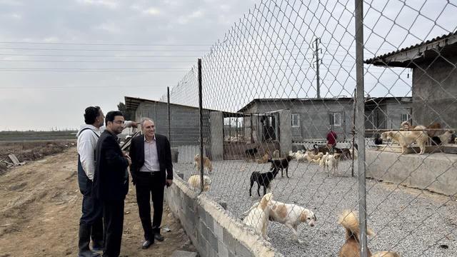 عقیم‌سازی سگ‌های بدون صاحب در مازندران کلید خورد