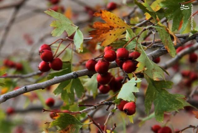 عکس/ پاوه زیر چتر رنگ‌های پاییزی