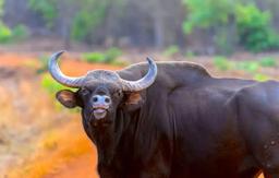 واردات گوشت گاومیش از هند