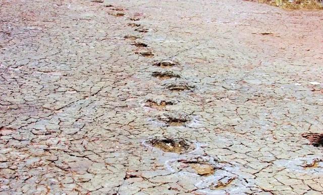 ببینید؛ مشاهده ردپاهای دایناسور اطراف اقیانوس اطلس! | عکس