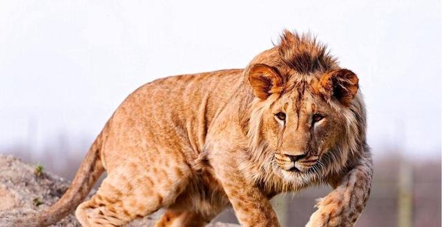 فیلم تکان‌دهنده از نوجوانی که خوراک شیرهای گرسنه شد | ورود مرگبار به داخل قفس که همه را حیرت زده کرد