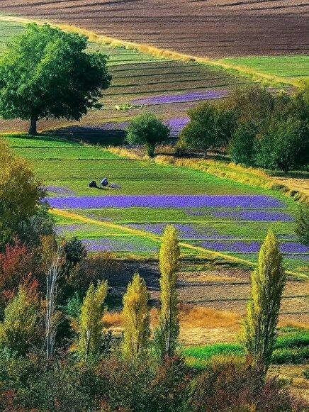 عکس: نمای زیبایی از نیشابور در فصل برداشت زعفران