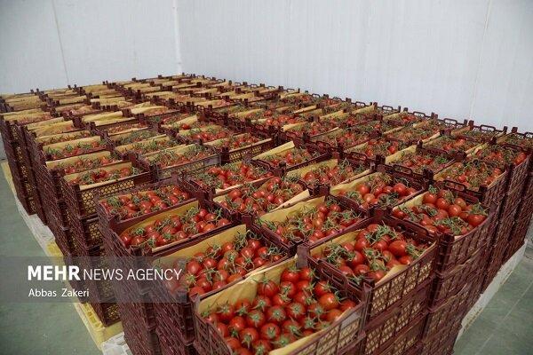 جهش ۴۳ درصدی قیمت گوجه فرنگی در آبان ۱۴۰۴