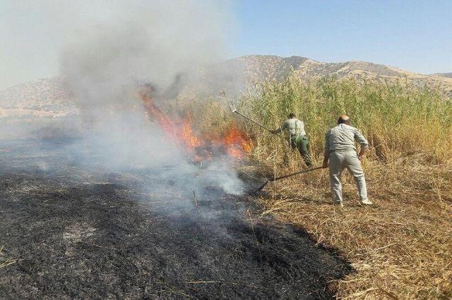 آتش‌سوزی در نیزارهای تالاب کانی‌برازان مهاباد مهار شد/ علت آتش عوامل انسانی بود