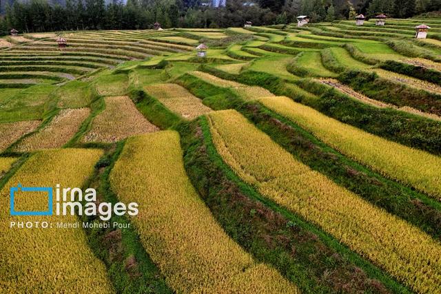 معاون وزیر جهاد کشاورزی: گیلان در امنیت غذایی کشور نقش راهبردی دارد