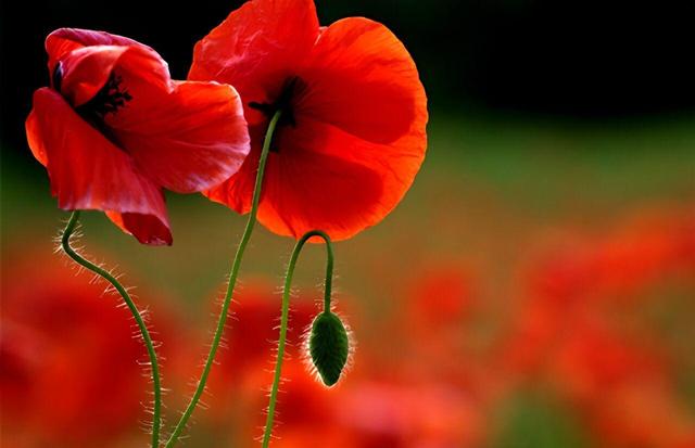 شقایق اولیفرا توانایی تامین ۹۰ درصد مواد اولیه دارویی را دارد/ نیازی به کشت خشخاش نیست