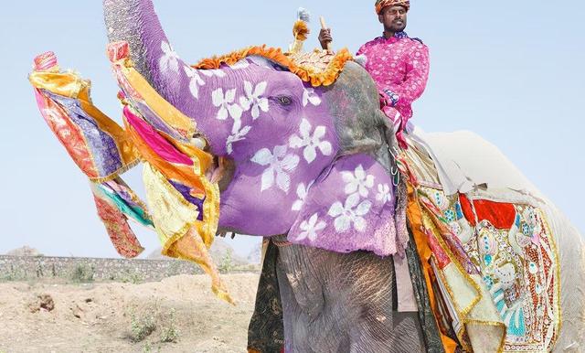 ویدیو| هندی‌ها برای برکت بیشتر فیل‌ها را نونوار می‌کنند