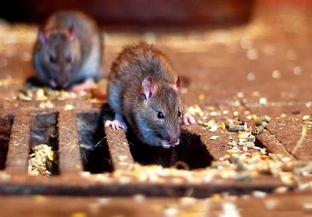 ۴ اقدام پیشگیرانه در مواجه با موش‌های تهران