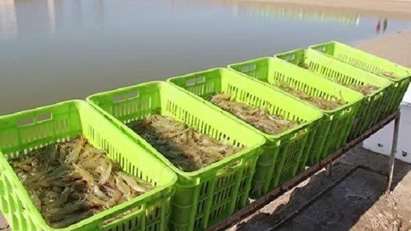 رشد ۱۰۰ درصدی تولید میگو در جنوب سیستان و بلوچستان