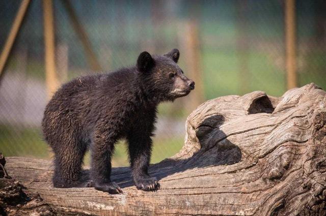 سرنوشت توله خرس گمشده پردیسان/ ضعف از ما بود که دوربین‌گذاری‌ها دقیق نبود