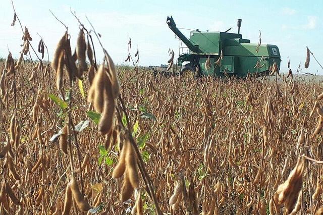 پیش‌بینی برداشت ۳۵ هزار تن سویا در اردبیل