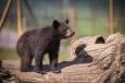 سرنوشت توله خرس گمشده پردیسان/ ضعف از ما بود که دوربین‌گذاری‌ها دقیق نبود