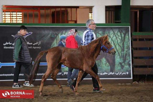 بیستمین جشنواره ملی زیبایی اسب كاسپین در منطقه آزاد انزلی برگزار شد