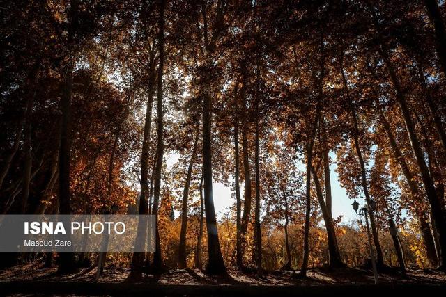 چنارهای سرخ‌پوش پهلوان‌پور