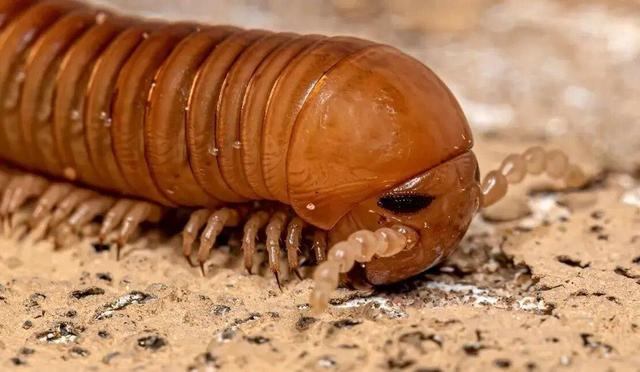 عکس؛ هزارپای غولپیکر که هماندازۀ یک «خودرو» بود! ؛ فسیل ۳۲۶ میلیون ساله را ببینید