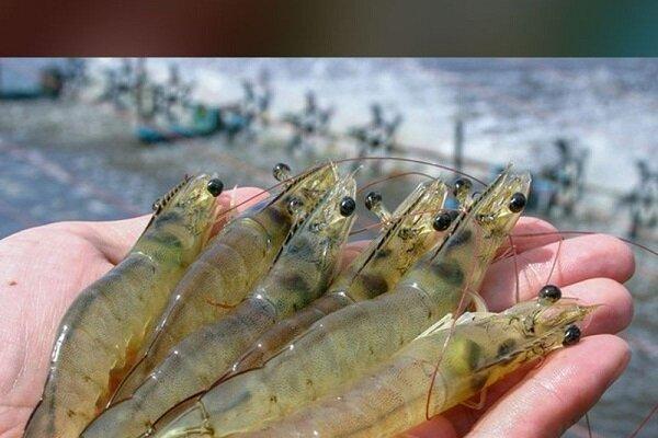 اینفوگرافیک؛ پرورش میگو در سواحل مکران