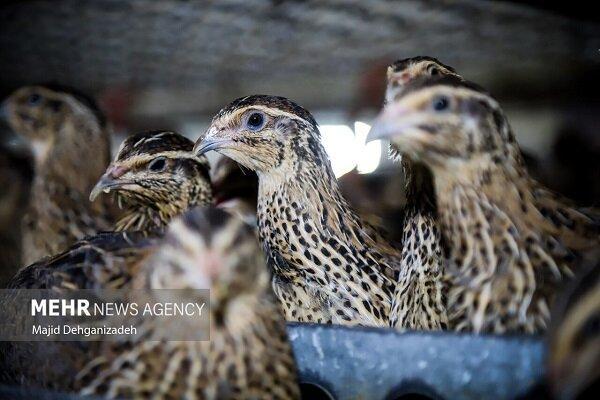 مرغداران نگران تأمین نهاده نباشند
