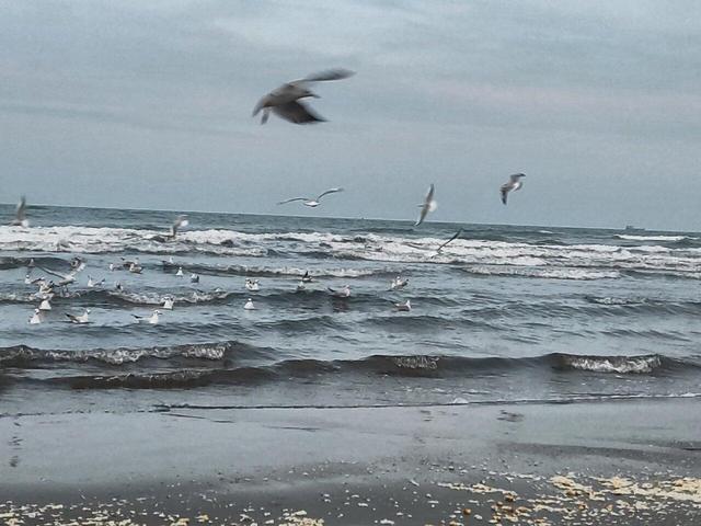 آوای مرغان دریایی در ساحل نوشهر