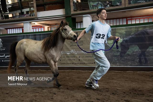 جشنواره ملی اسب نژاد کاسپین