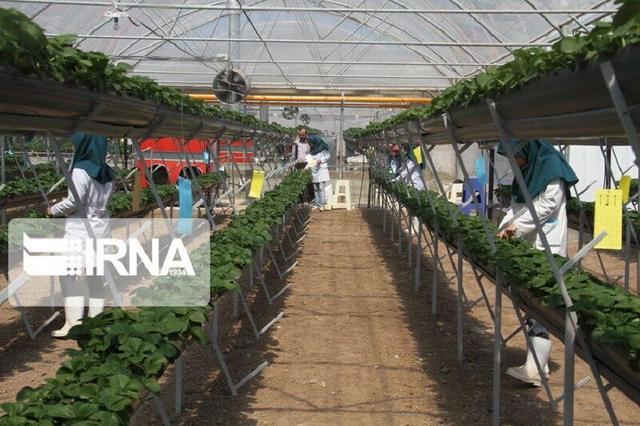 بیش از ۱۱ هزار طرح در سامانه رصد اشتغال همدان ثبت شد