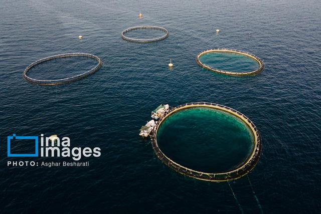 پرورش آبزیان در توسعه شهر هوشمند دریایی قشم جایگاه ویژه دارد