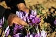 جیغ بنفش و هشدار زعفران‌کاران کویر برای آینده طلای سرخ ایران