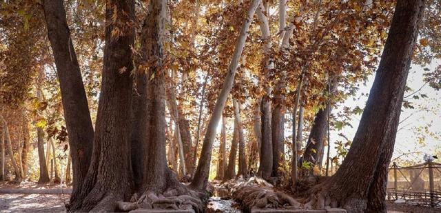 چنارهای سرخپوش پهلوانپور(+عکس)