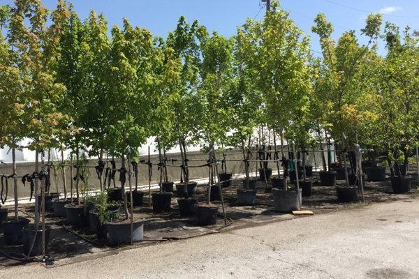 تجهیز نهالستانهای همدان در سومین سال طرح مردمی کاشت یک میلیارد درخت