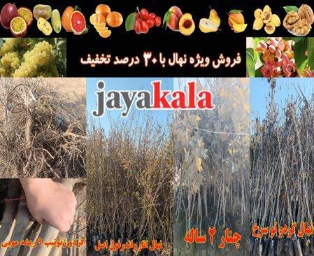 آغاز تخفیفات ۳۰ درصدی نهال پسته، گردو و میوه تا نیمه آذر