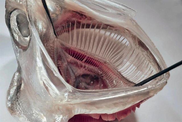 جلوگیری از خروج ریزپلاستیک‌ از ماشین لباسشویی با الهام از ماهی آنچوی