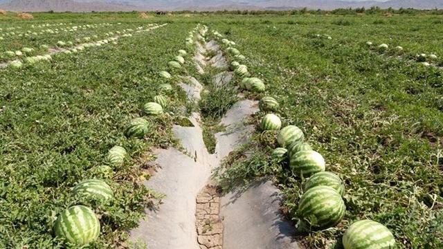 ببینید این کشاورز از عصبانیت چه بلایی سر هندوانه هایش می آورد؟