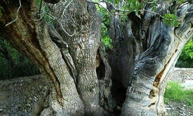 عکس | درخت کمتر دیده شده پسته هزار ساله در رفسنجان