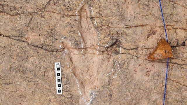 دانشمندان ۱۶ هزار ردپای دایناسور را در بولیوی ثبت کردند