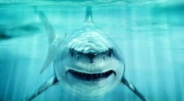 کوسه عظیم‌الجثه؛ سلطان اقیانوس‌ها در عصر دایناسورها!