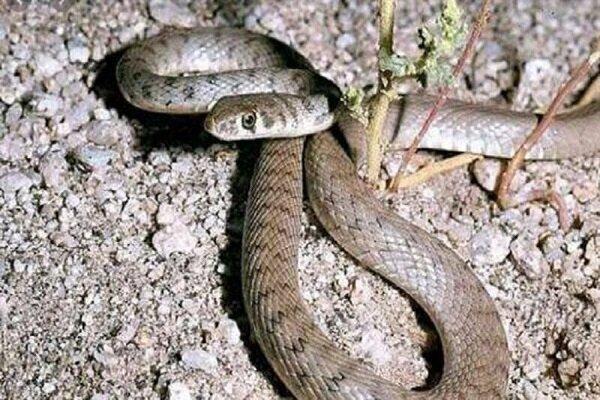 لحظه نجات جان مار با تنفس دهانبهدهان | ویدئو