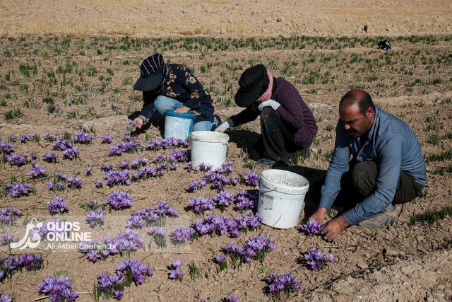 زعفران، گزینه امیدبخش کشاورزان آذربایجان‌غربی در سال‌های کم‌آبی