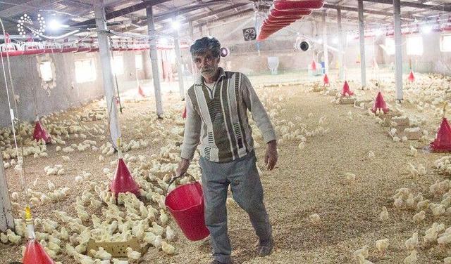 آینده تاریک صنعت مرغداری