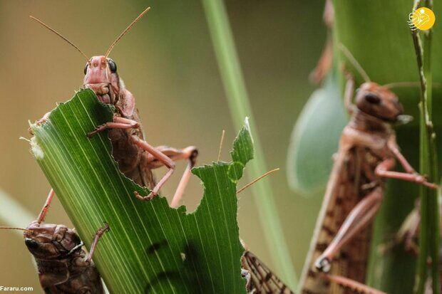 سطح مبارزه علیه ملخ صحرایی حداقل به ۱۰۰ هزار هکتار می‌رسد