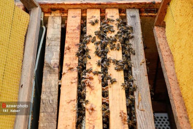 تولید بیش از ۲۶۰ تن عسل در گلپایگان